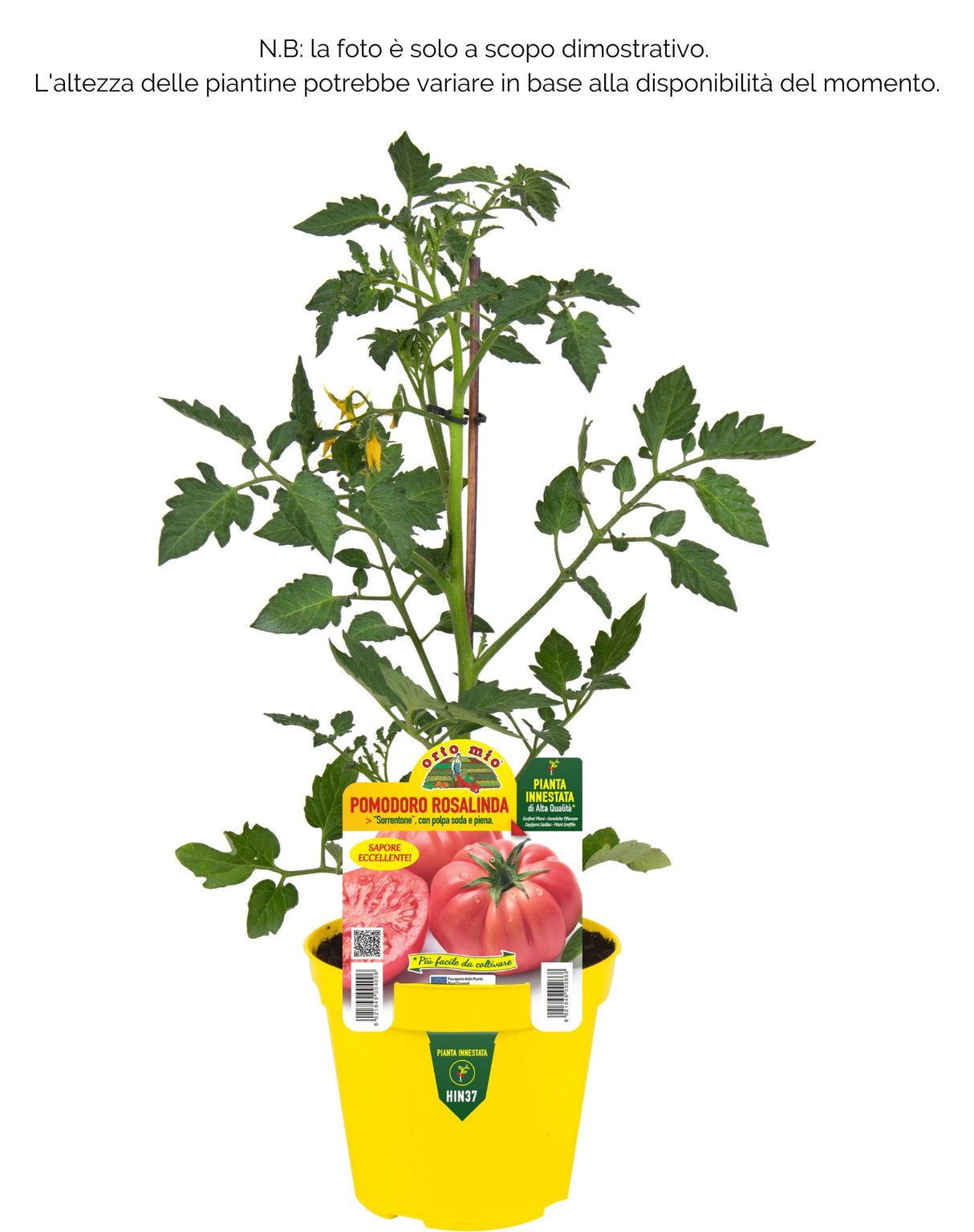 Pomodoro gigante Rosa di Sorrento o Sorrentone Rosalinda F1 - diversi formati