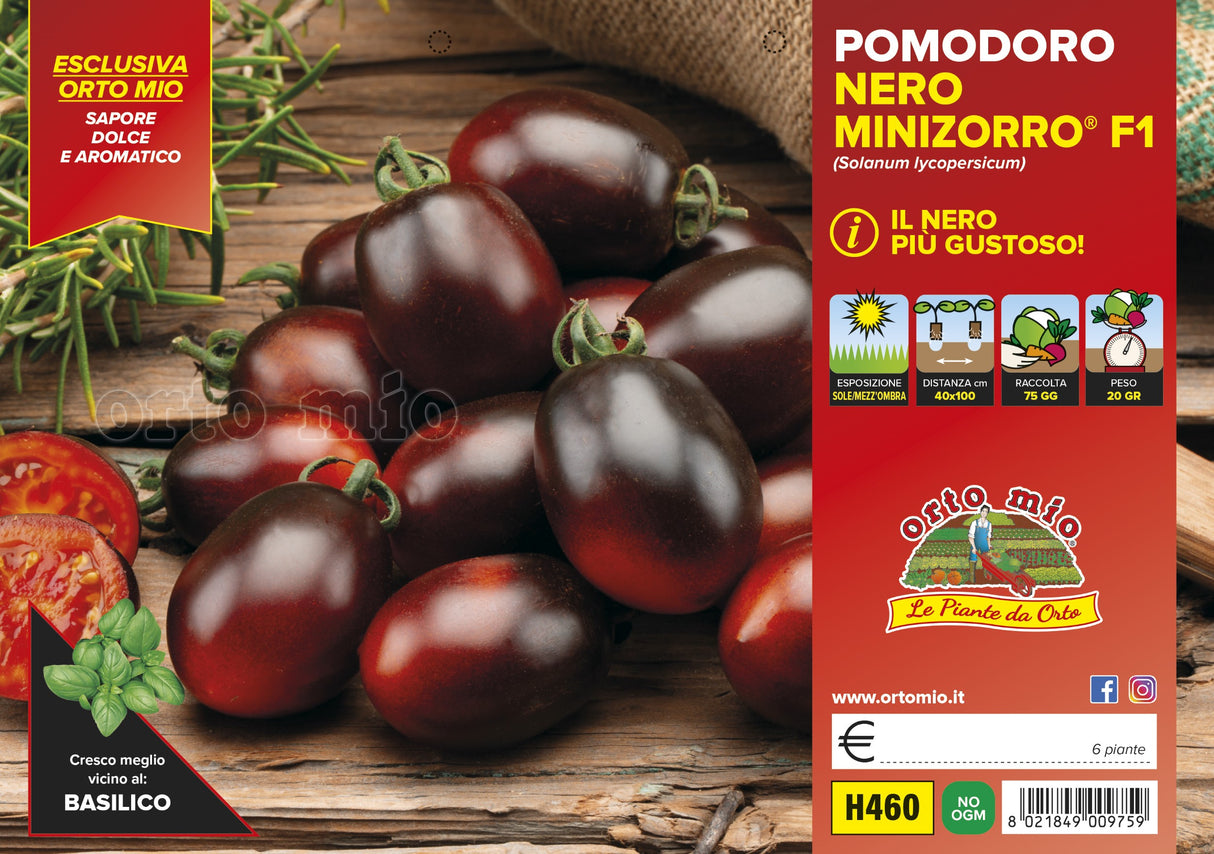 Pomodoro Datterino nero var. Minizorro F1 - 3 formati di piante