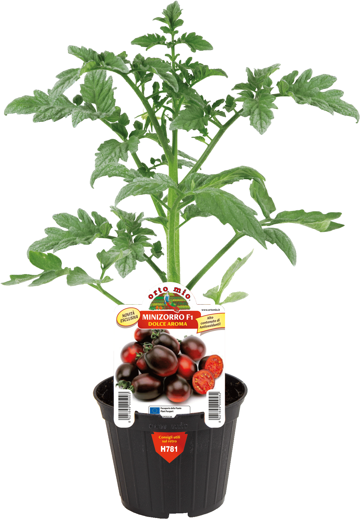 Pomodoro Datterino nero var. Minizorro F1 - 3 formati di piante