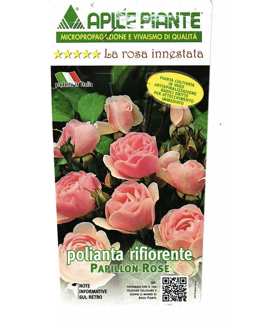 Rosa Polyantha Papillon Rose - Rosa - v.15 x 15 cm Apice piante