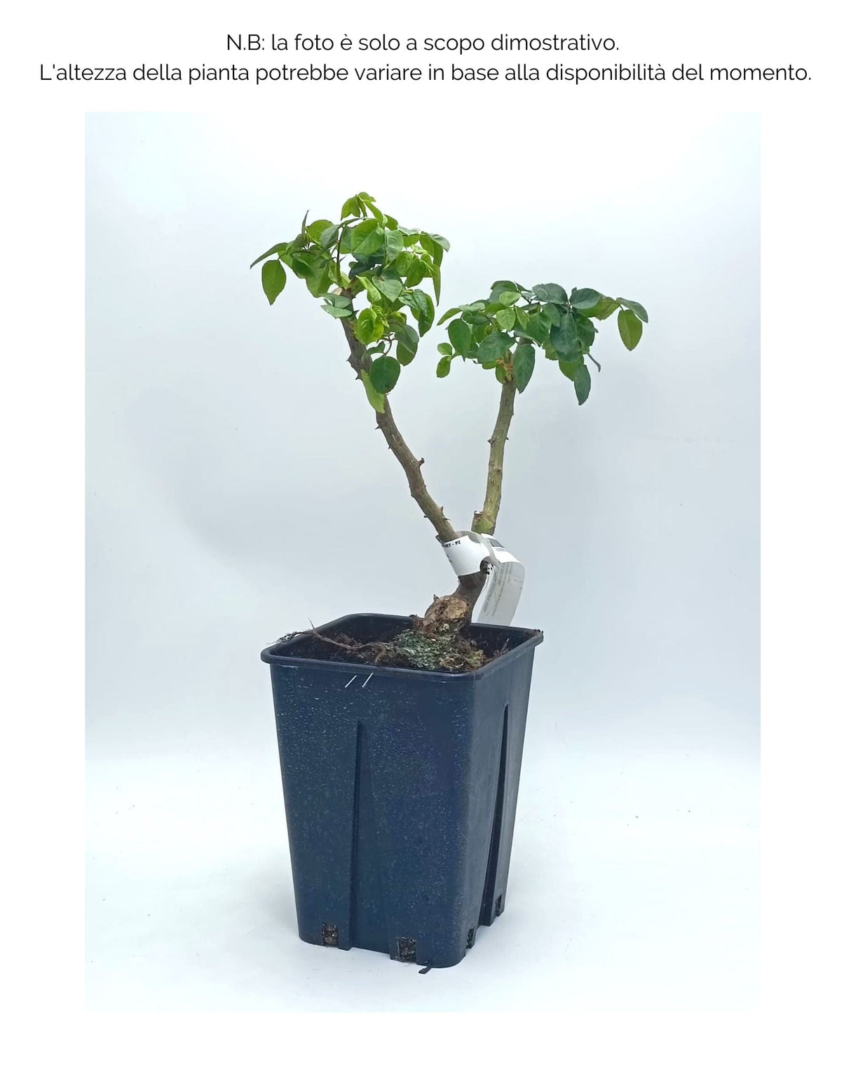 Rosa rampicante Bicolore Bianca e Rosa - v.15 x 15 cm Apice piante