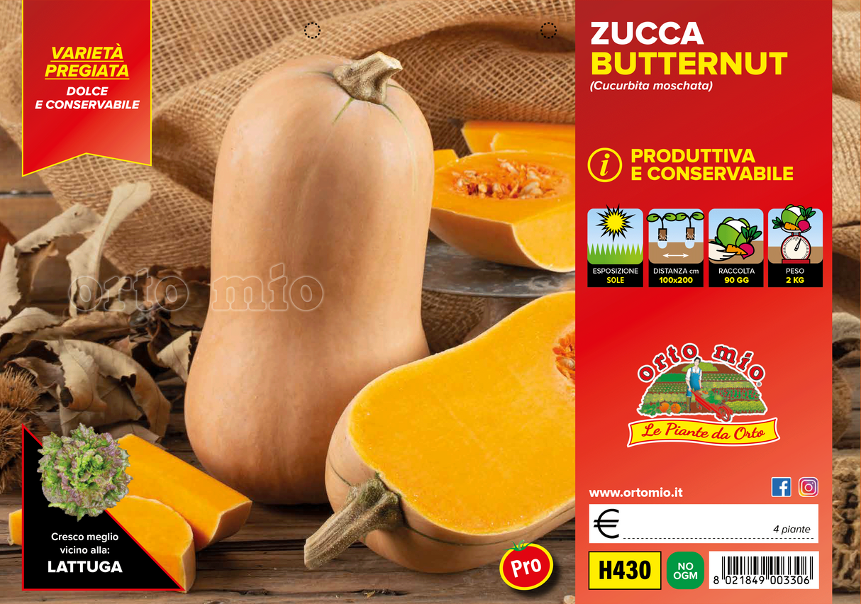 Mini butternut squash Pluto F1 - 1 plant v.10 cm - Orto Mio