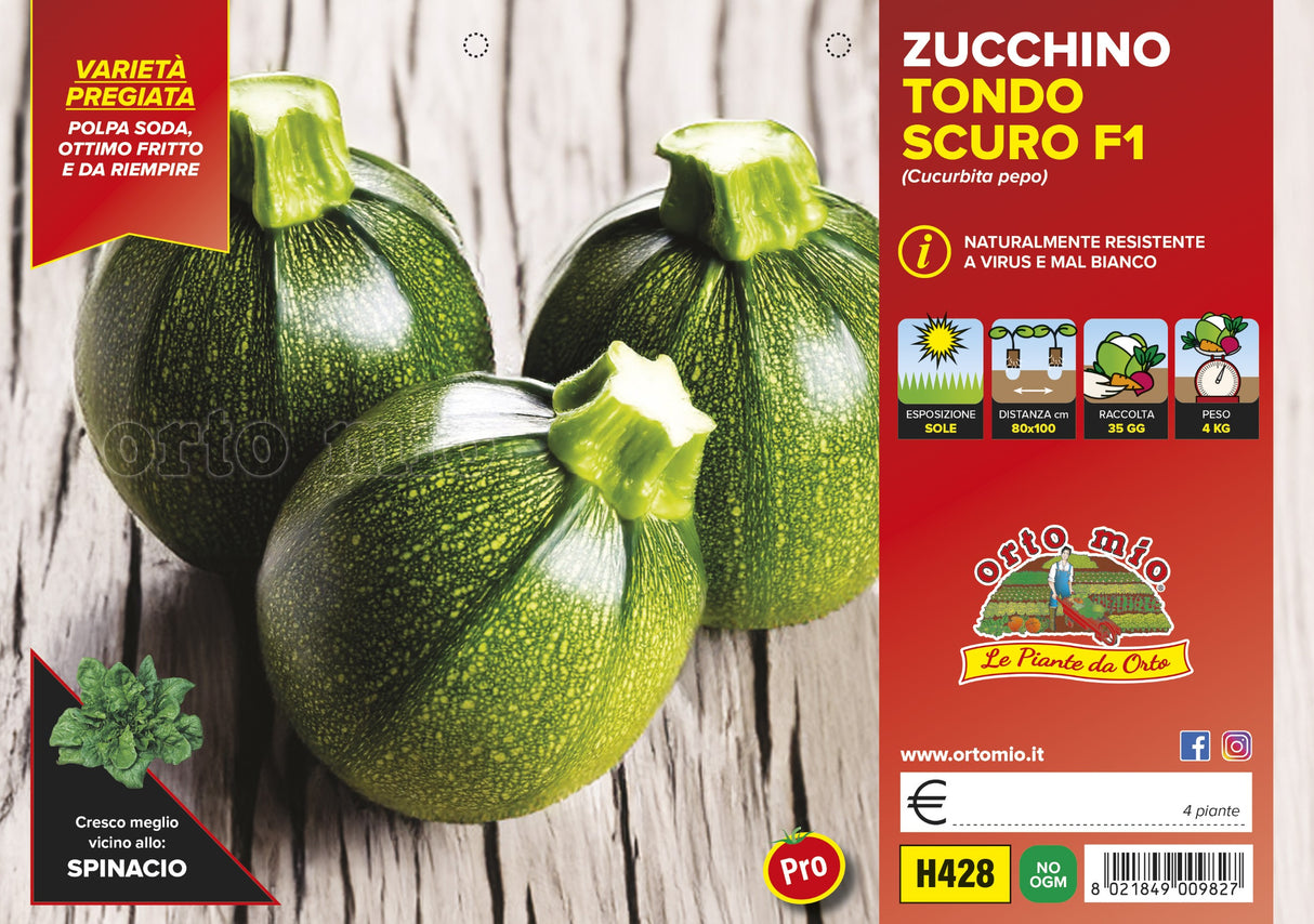 Zucchino Tondo scuro var. Jupiter F1 (resistente a virus e Oidio) - vaschetta 4 piante - Orto Mio