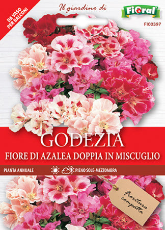 Semi Godezia Fiore DI Azalea Doppia In Miscuglio Fioral