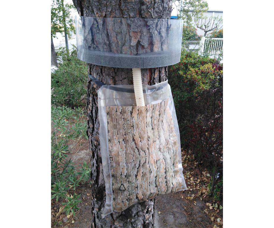 Trappola Processionaria del Pino a collare per 2 stagioni