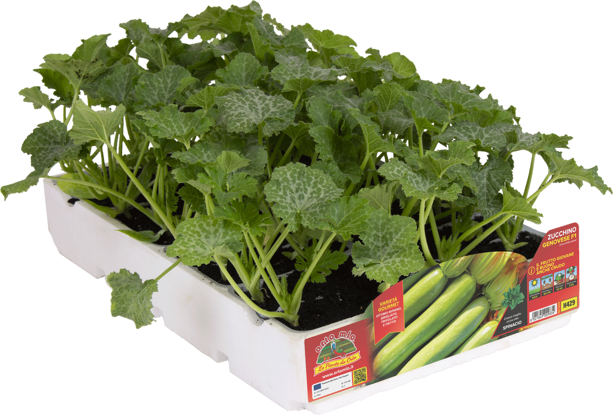 Zucchino Chiaro Genovese var. Cigno F1 - vaschetta 4 piante - Orto Mio