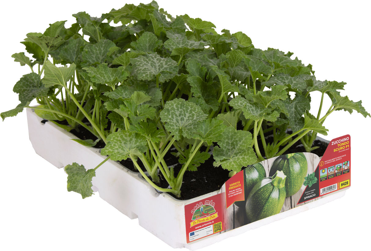 Zucchino Tondo scuro var. Jupiter F1 (resistente a virus e Oidio) - vaschetta 4 piante - Orto Mio