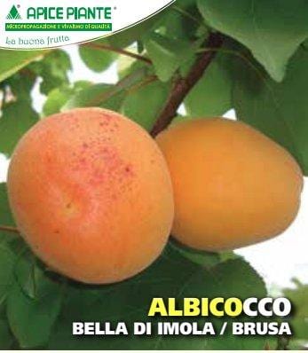 Albicocco Bella d'Imola - Vaso 24 cm - Apice Piante Apice piante (2491767)