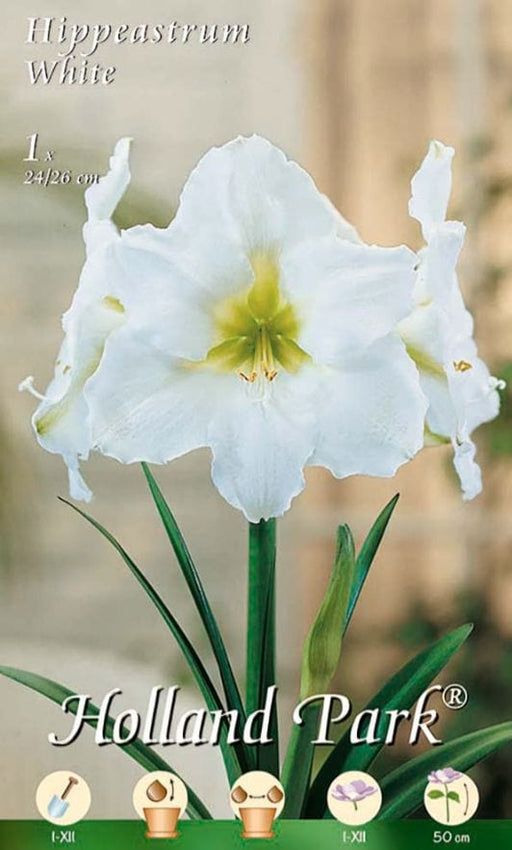 Amaryllis Bianco (Hippeastrum) - 1 Bulbo Fioral (2491796)