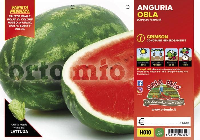Anguria ovale Crimson Obla F1 - 4 piante - Orto Mio Orto Mio (2491851)