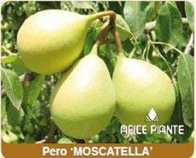 Apice Piante Pero Moscatella - Vaso Cm.20 Apice piante (2491867)
