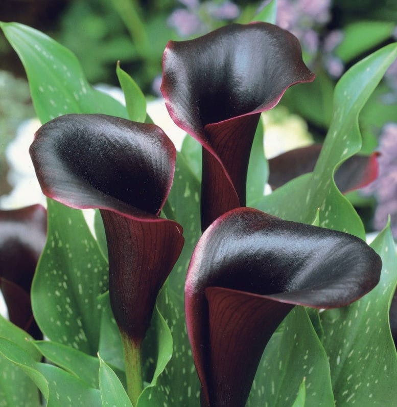 Calla Cantor - 1 bulbo da fiore Fioral