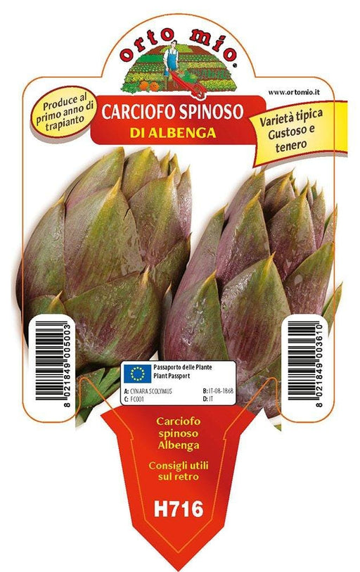 Carciofo spinoso di Albenga - 1 pianta v. 10 cm - Orto Mio Orto Mio (2492358)