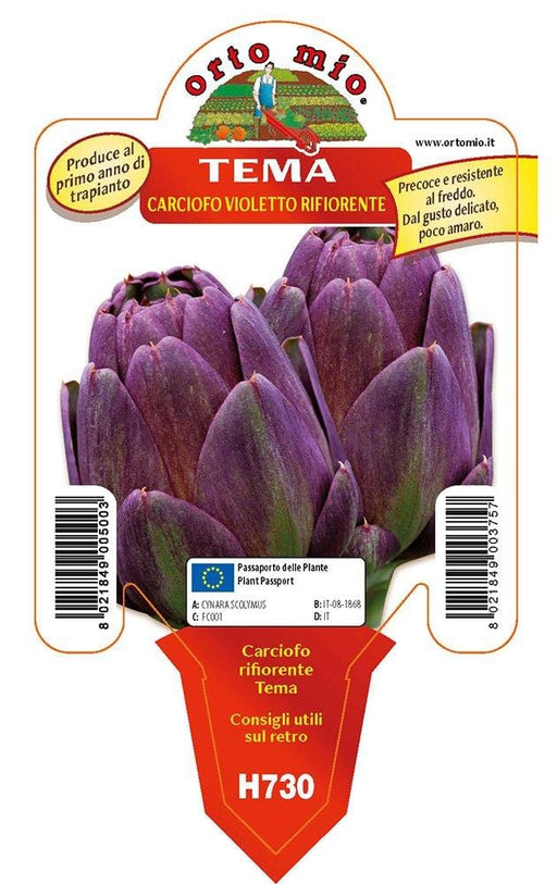 Carciofo violetto rifiorente Tema - 1 pianta v.10 cm - Orto Mio Orto Mio (2492364)
