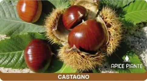 Castagno Marrone Bouche de Batizac innestato h.080 - v. 20 cm - Apice Piante Apice piante (2492471)