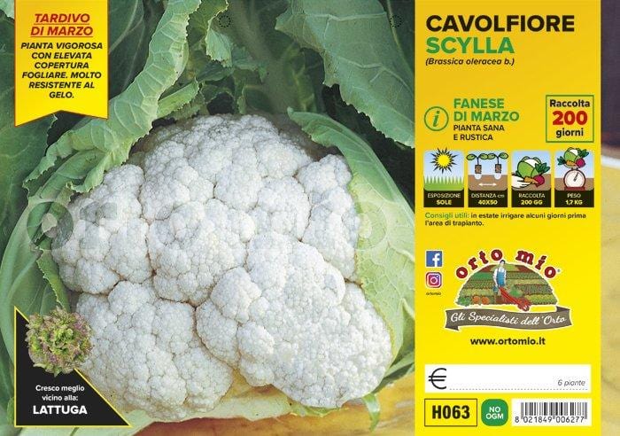 Cavolfiore fanese di marzo Scylla F1 - 6 piante - Orto Mio Orto Mio (2492631)