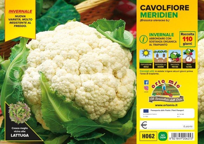 Cavolfiore invernale Meridien F1 - 6 piante - Orto Mio Orto Mio (2492632)