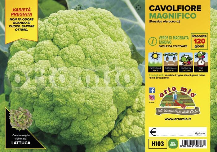 Cavolfiore Macerata tardivo Emeraude F1 - 6 piante - Orto Mio Orto Mio (2492635)