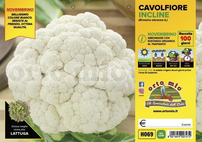 Cavolfiore Novembrino Incline F1 - 6 piante - Orto Mio Orto Mio (2492636)
