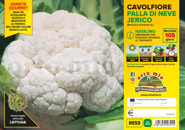 Cavolfiore palla di neve o natalino Jerico F1 - 6 piante - Orto Mio Orto Mio (2576524)