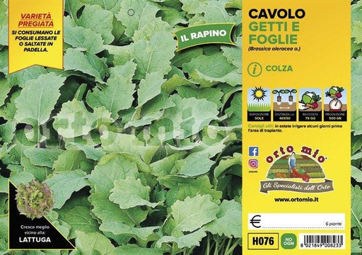 Cavolo broccolo getti e foglie (Colza) o Broccolo Rapino - 6 piante - Orto Mio Orto Mio (2492652)
