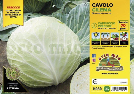Cavolo Cappuccio Tondo precoce Cilema F1 - 6 piante - Orto Mio Orto Mio (2492666)
