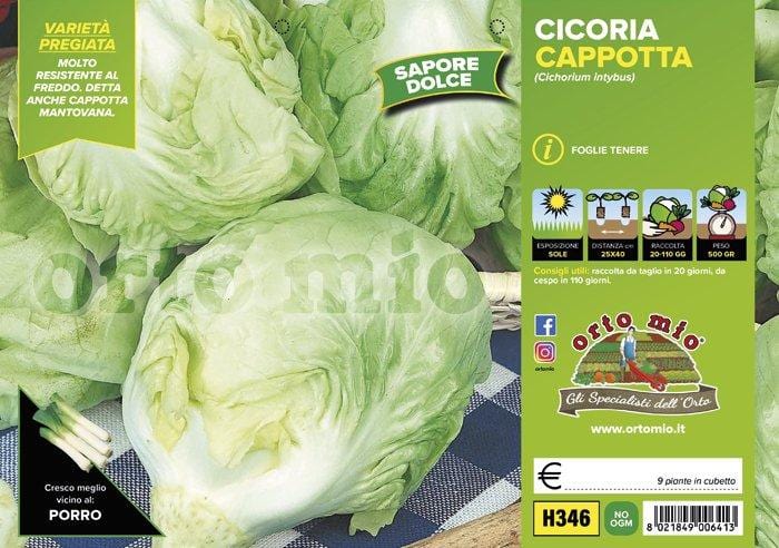Cicorie e Radicchio bianca cappotta mantovana sel. Felsinea - 9 piante - Orto Mio Orto Mio (2492791)