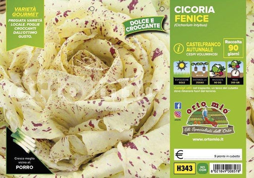 Cicorie e Radicchio Castelfranco autunnale Fenice - 9 piante - Orto Mio Orto Mio (2492794)