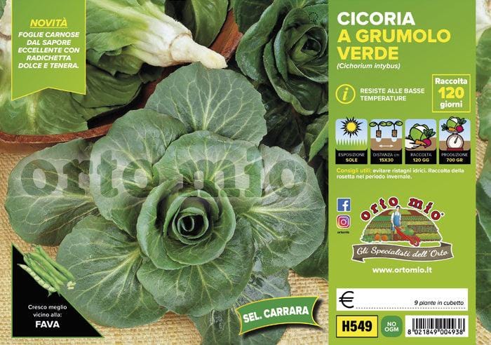 Cicorie e Radicchio grumolo verde sel. Carrara - 9 piante - Orto Mio Orto Mio (2492801)