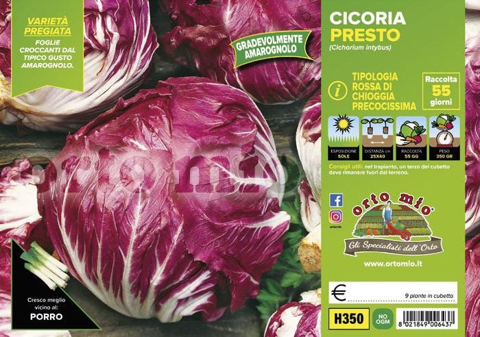Cicorie e Radicchio rossa di Chioggia precoce Presto-Indigo F1 - 9 piante - Orto Mio Orto Mio (2492809)