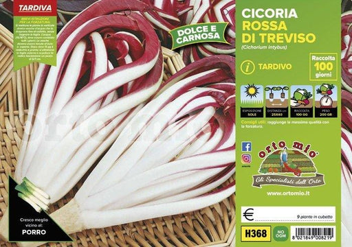 Cicorie e Radicchio rossa di Treviso tardiva Sile - 9 piante - Orto Mio Orto Mio (2492814)