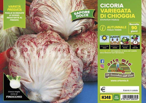 Cicorie e Radicchio variegata di Chioggia autunnale - 9 piante - Orto Mio Orto Mio (2492817)