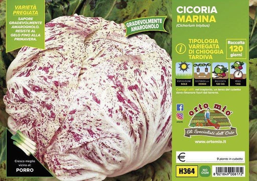 Cicorie e Radicchio variegata di Chioggia tardiva Marina - 9 piante - Orto Mio Orto Mio (2492819)