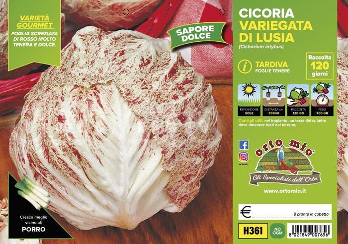 Cicorie e Radicchio variegata di Lusia tardivo - 9 piante - Orto Mio Orto Mio (2492822)