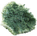 Corallo Verde Small - Blu 9135 - Decorazione In Resina Ferplast (2493261)