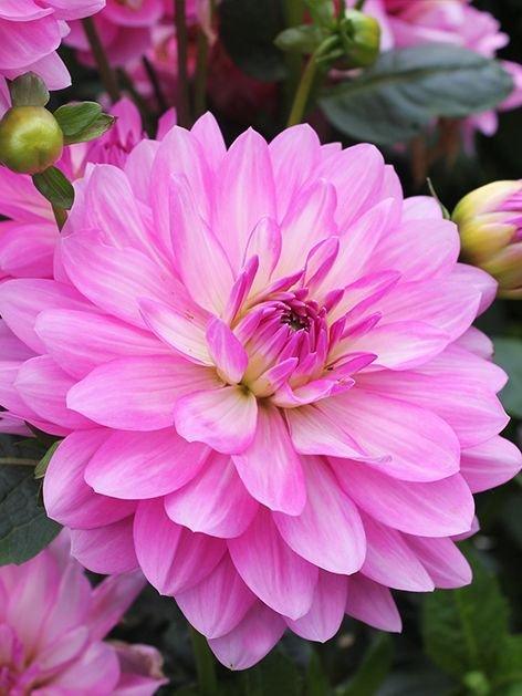 Dalia Decorative Christine - 1 Bulbo Fioral (2493502)