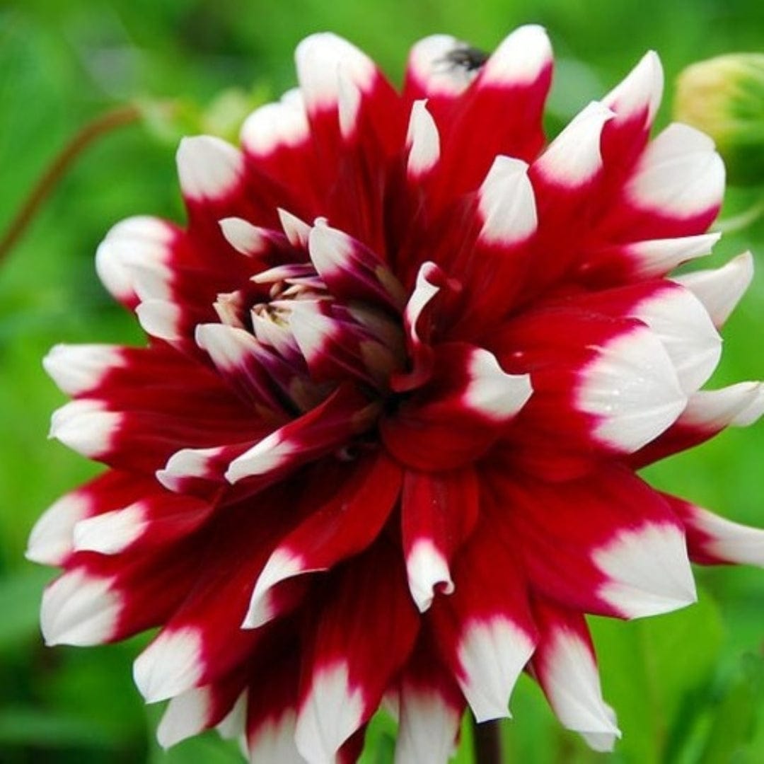 Dalia Decorative Duet - 1 Bulbo Fioral