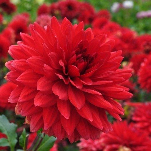 Dalia Decorative Garden Wonder - 1 Bulbo Fioral (2493504)