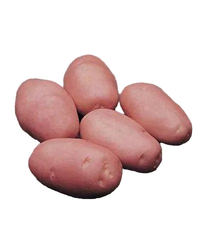 Desiree Patate da Seme MillStore (2493539)