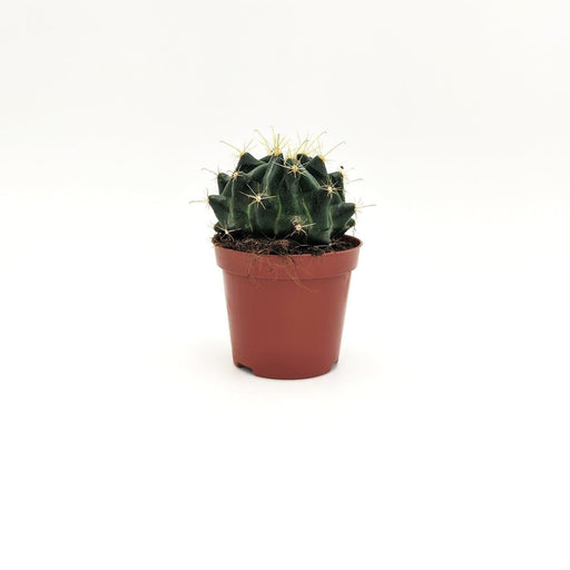 Echinocactus Grusonii A MillStore (2493641)