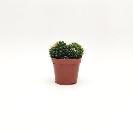 Echinocactus Grusonii A1 MillStore (2493643)