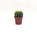Echinocactus Grusonii A3 MillStore (2493642)