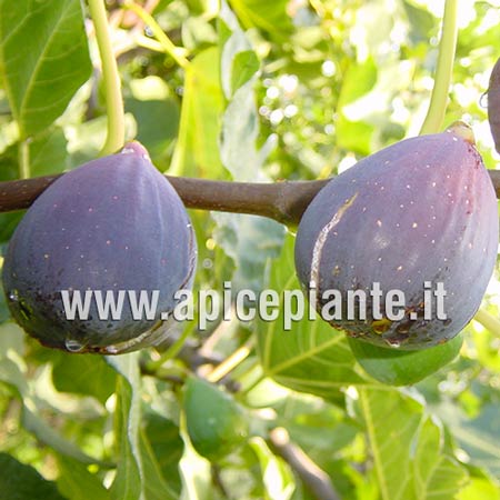 Fico Verdone - V. 20 cm - Apice Piante Apice piante (2493994)