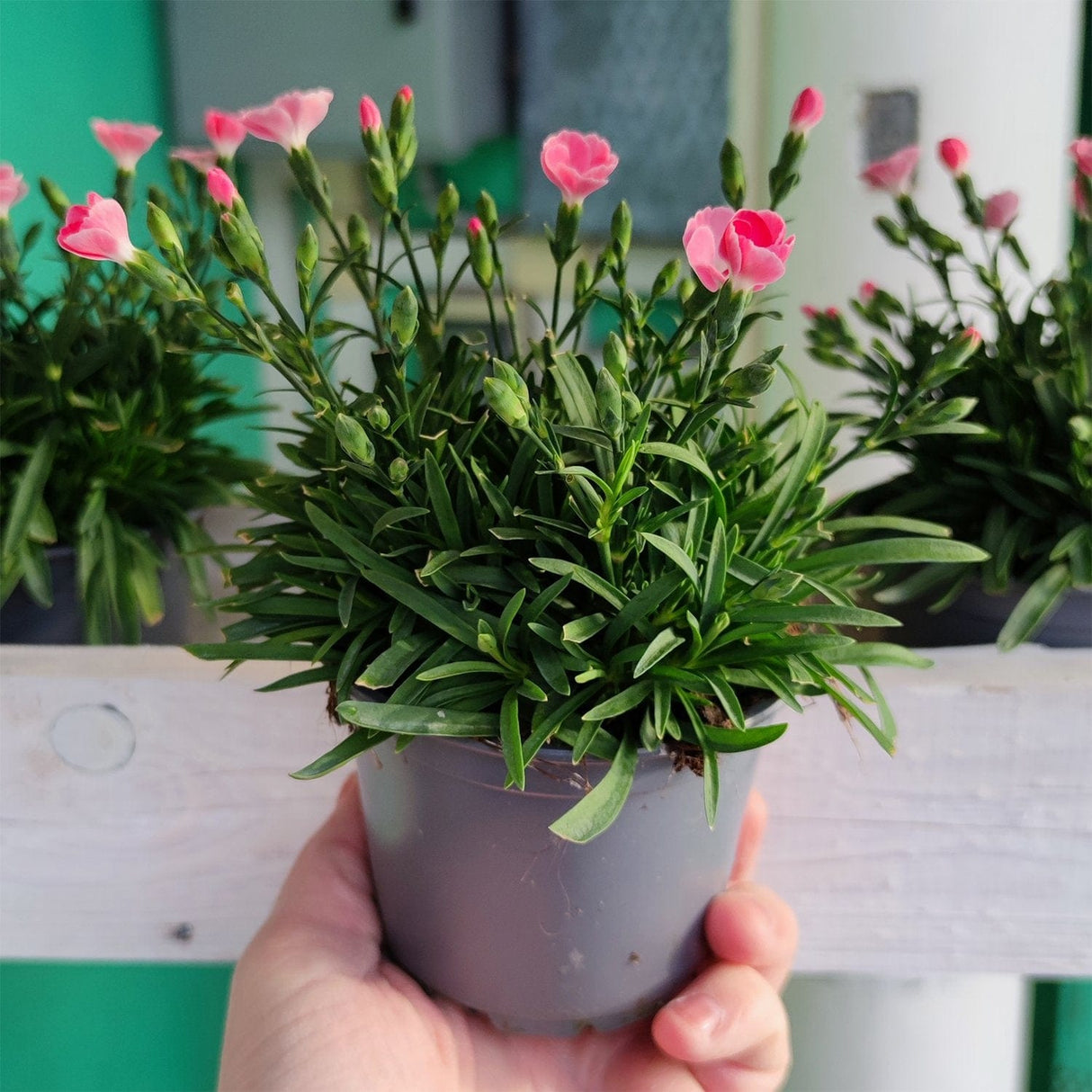 Fiore Garofano - 1 pianta vaso 10 cm MillStore (2494071)