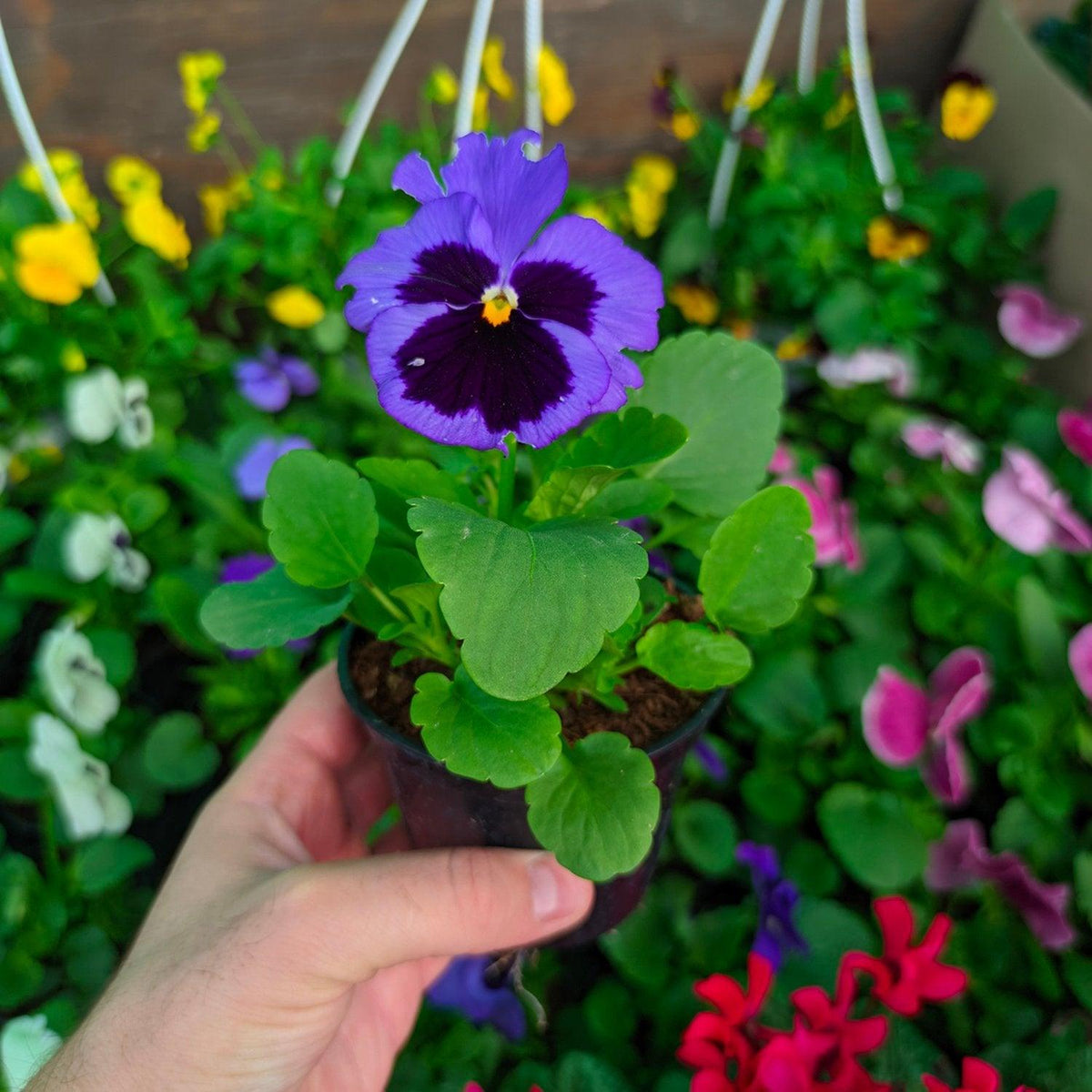 Set di 4 fiori artificiali viola del pensiero, composizione floreale