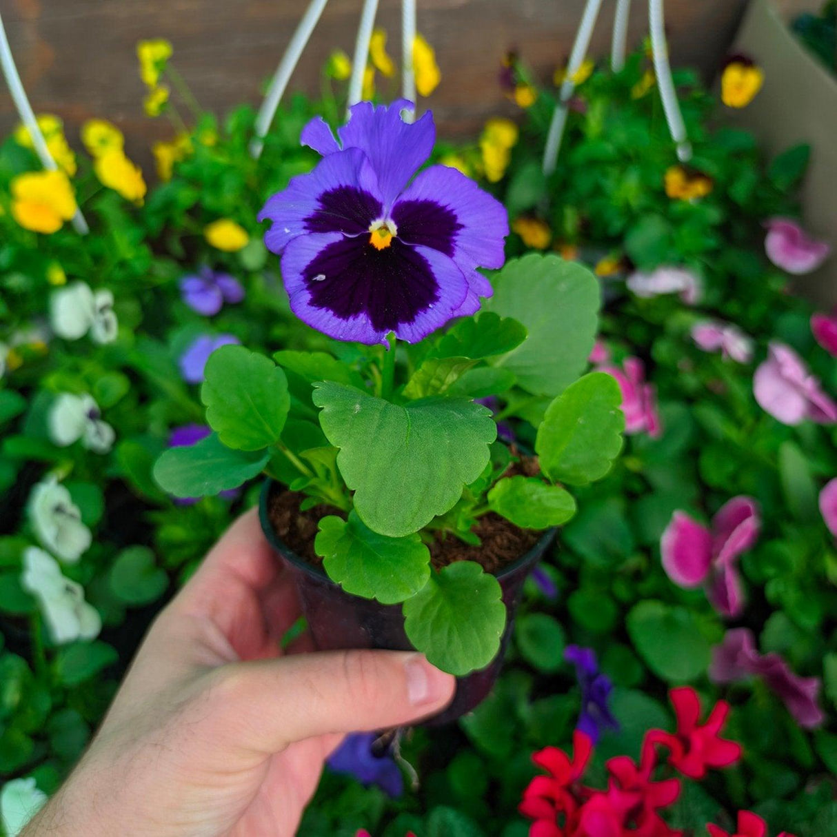 Fiore Viola del Pensiero - vaso 10 cm MillStore (2494083)