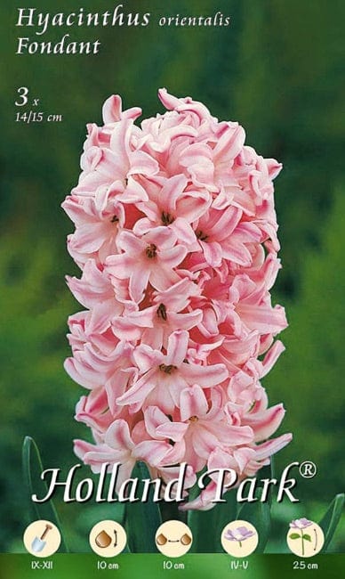 Giacinto orientale Fondant rosa - 3 Bulbi Fioral (2494338)