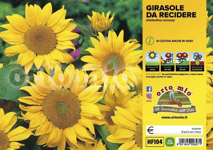 Girasole Nano Sole d′Oro - 4 piante - Orto Mio Orto Mio (2494399)
