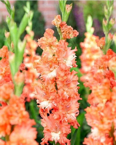 Gladioli Large Flowered Frizzled Charkov Coral - 10 Bulbi Fioral
