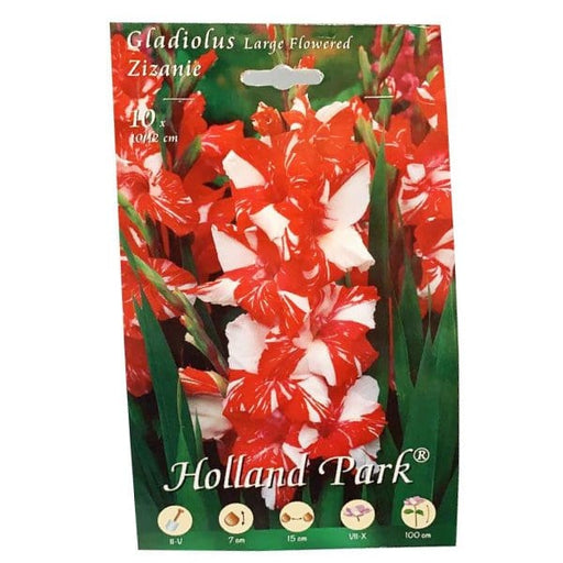 Gladioli Large Flowered Zizanie - 10 Bulbi Fioral (2494426)